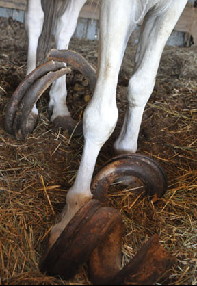 Rescue Horse With 30 Pound Overgrown Hooves Undergoes Emotional Transformation